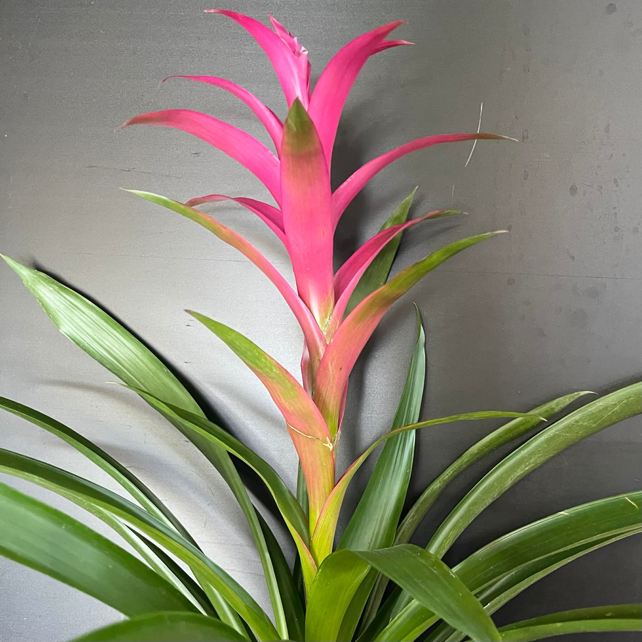 Magazoo Broméliacées Colorées Plant - 15 cm (Fushia)