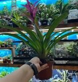 Magazoo Broméliacées Colorées Plant - 15 cm (Fushia)