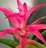 Magazoo Broméliacées Colorées Plant - 15 cm (Fushia)