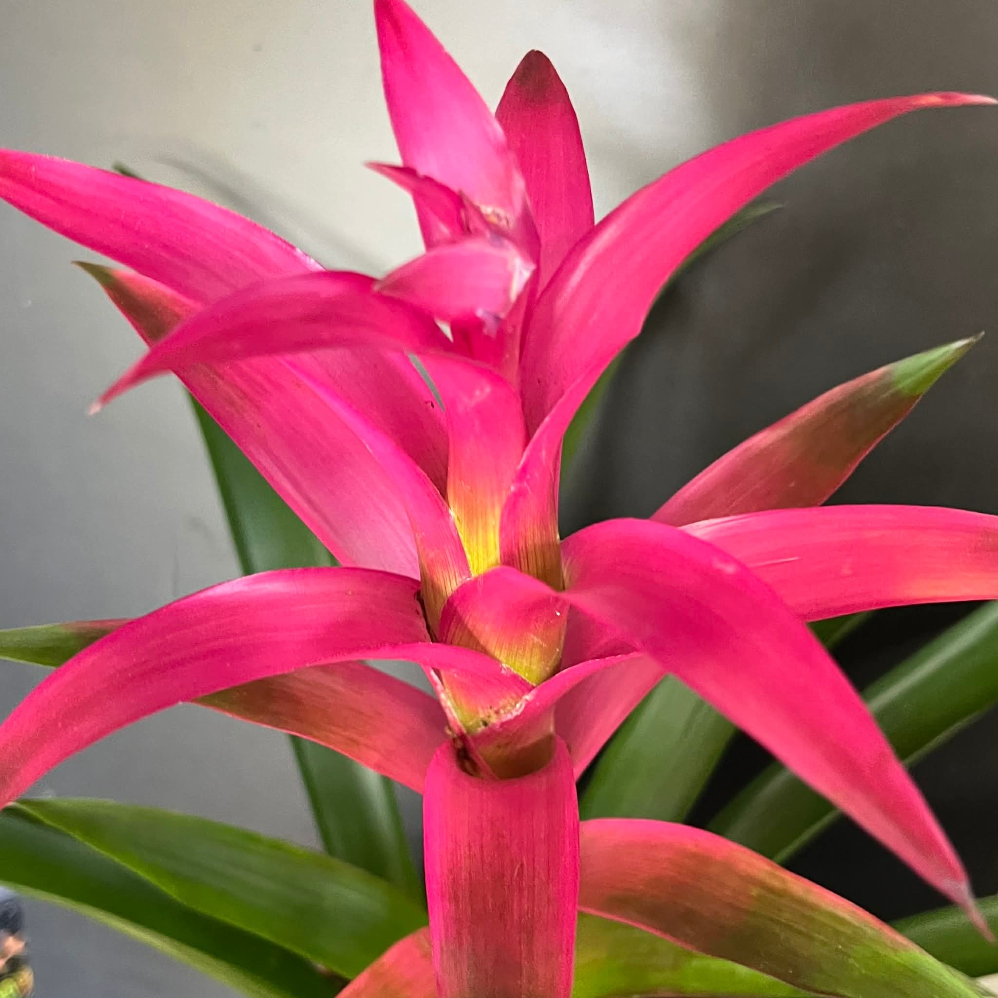 Magazoo Broméliacées Colorées Plant - 15 cm (Fushia)