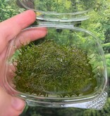 Riccia fluitan plant