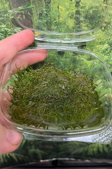 Plante Riccia fluitan