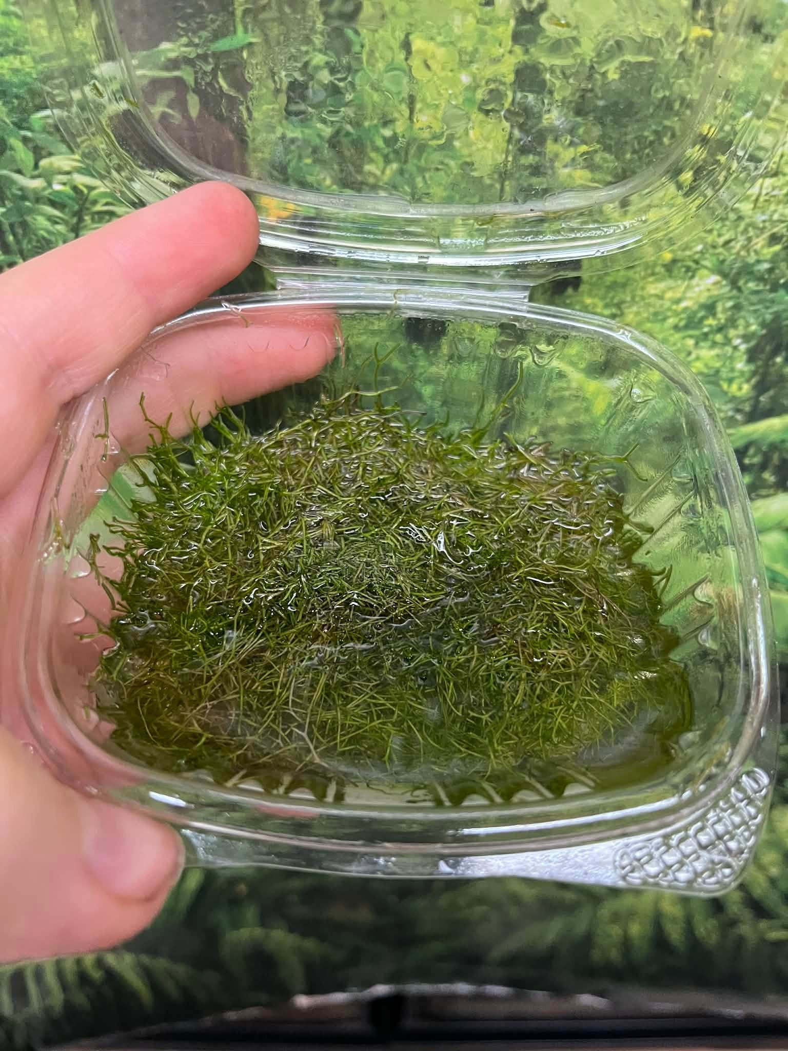 Plante Riccia fluitan