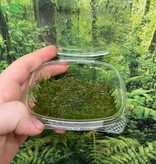 Plante Riccia fluitan