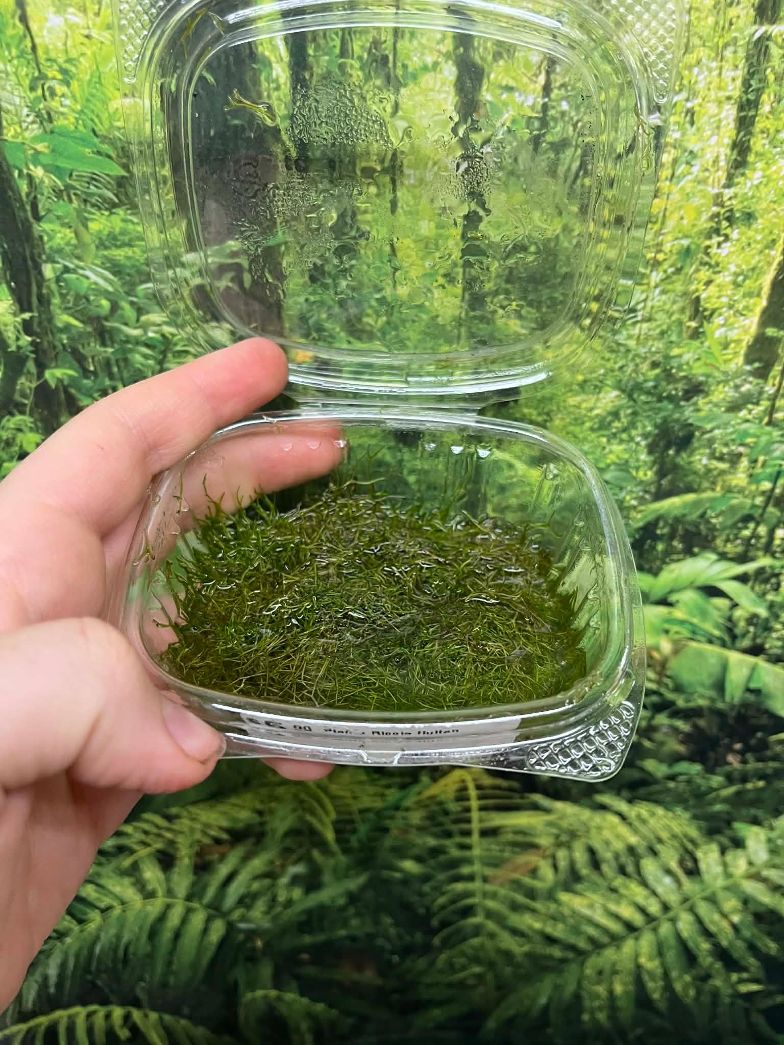 Riccia fluitan plant