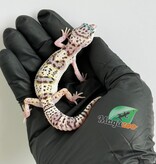 Magazoo Gecko léopard White and Yellow Het Diablo Blanco femelle 13/03/26