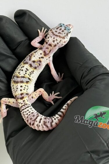 Magazoo White and Yellow Het Diablo Blanco Female Leopard gecko 03/13/26