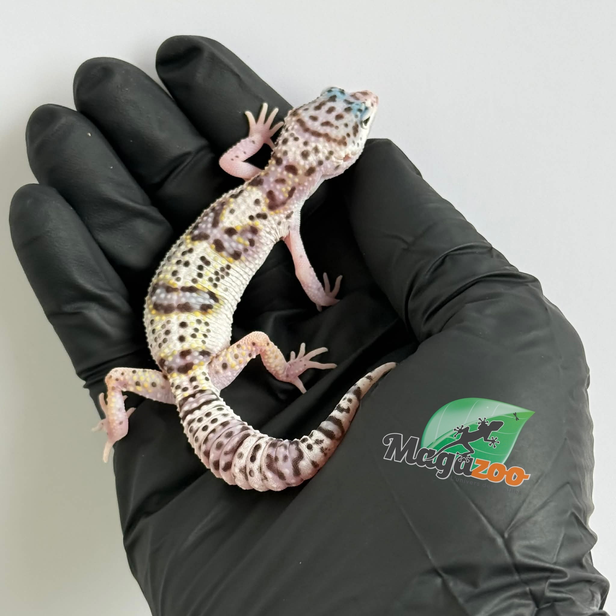 Magazoo Gecko léopard White and Yellow Het Diablo Blanco femelle 13/03/26