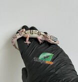Magazoo Gecko léopard White and Yellow Het Diablo Blanco femelle 13/03/26