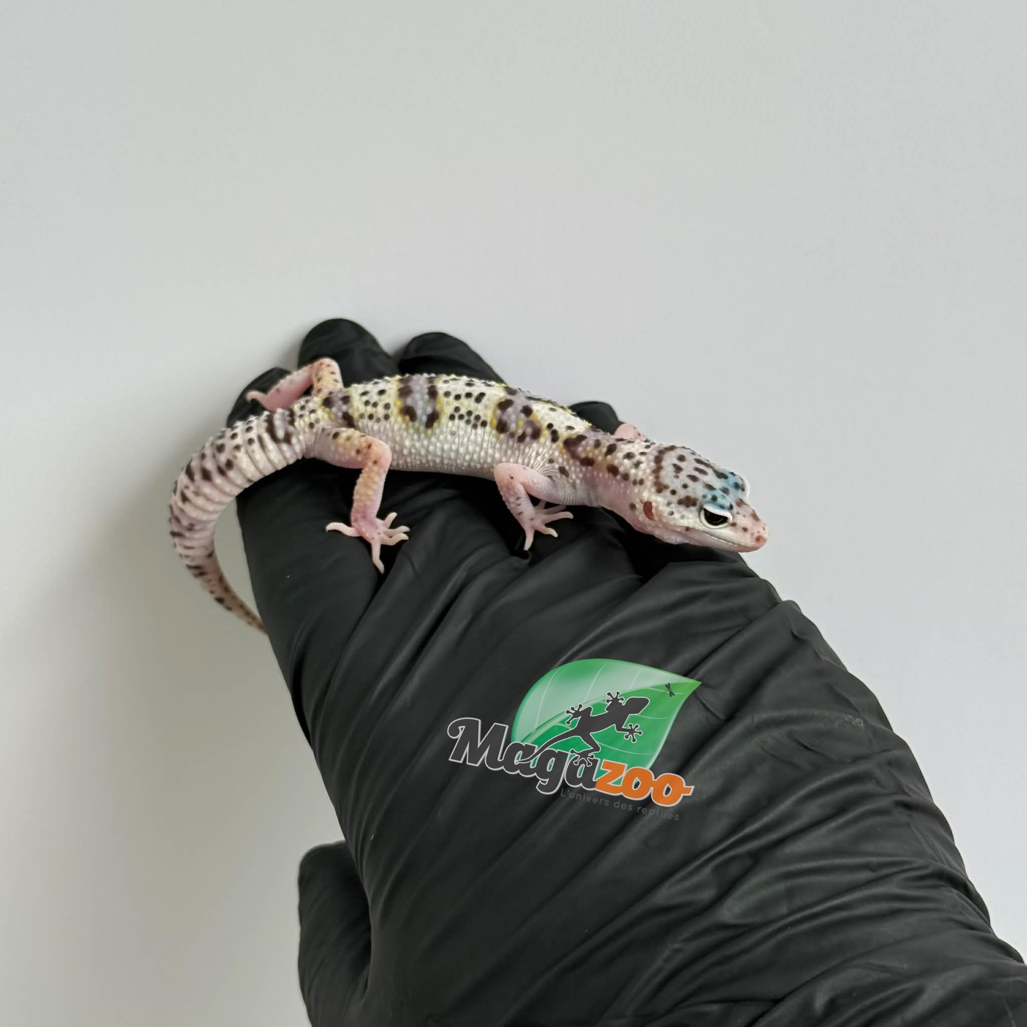 Magazoo Gecko léopard White and Yellow Het Diablo Blanco femelle 13/03/26