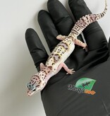 Magazoo White and Yellow Het Diablo Blanco Female Leopard gecko 03/13/26
