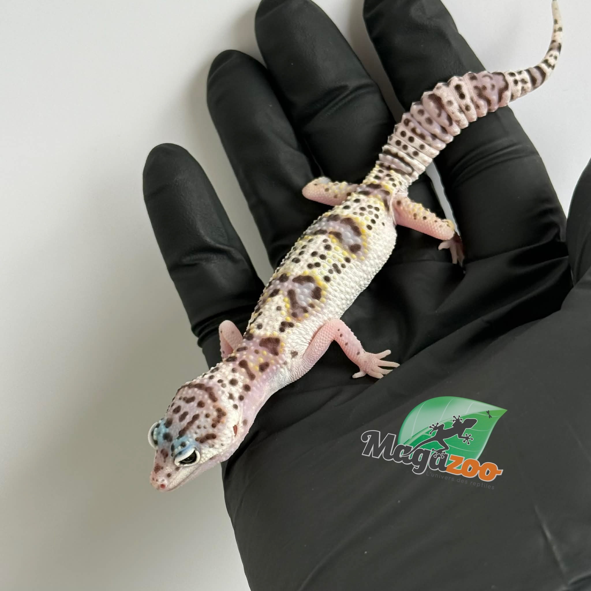 Magazoo White and Yellow Het Diablo Blanco Female Leopard gecko 03/13/26