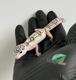 Magazoo White and Yellow Het Diablo Blanco Female Leopard gecko 03/13/26