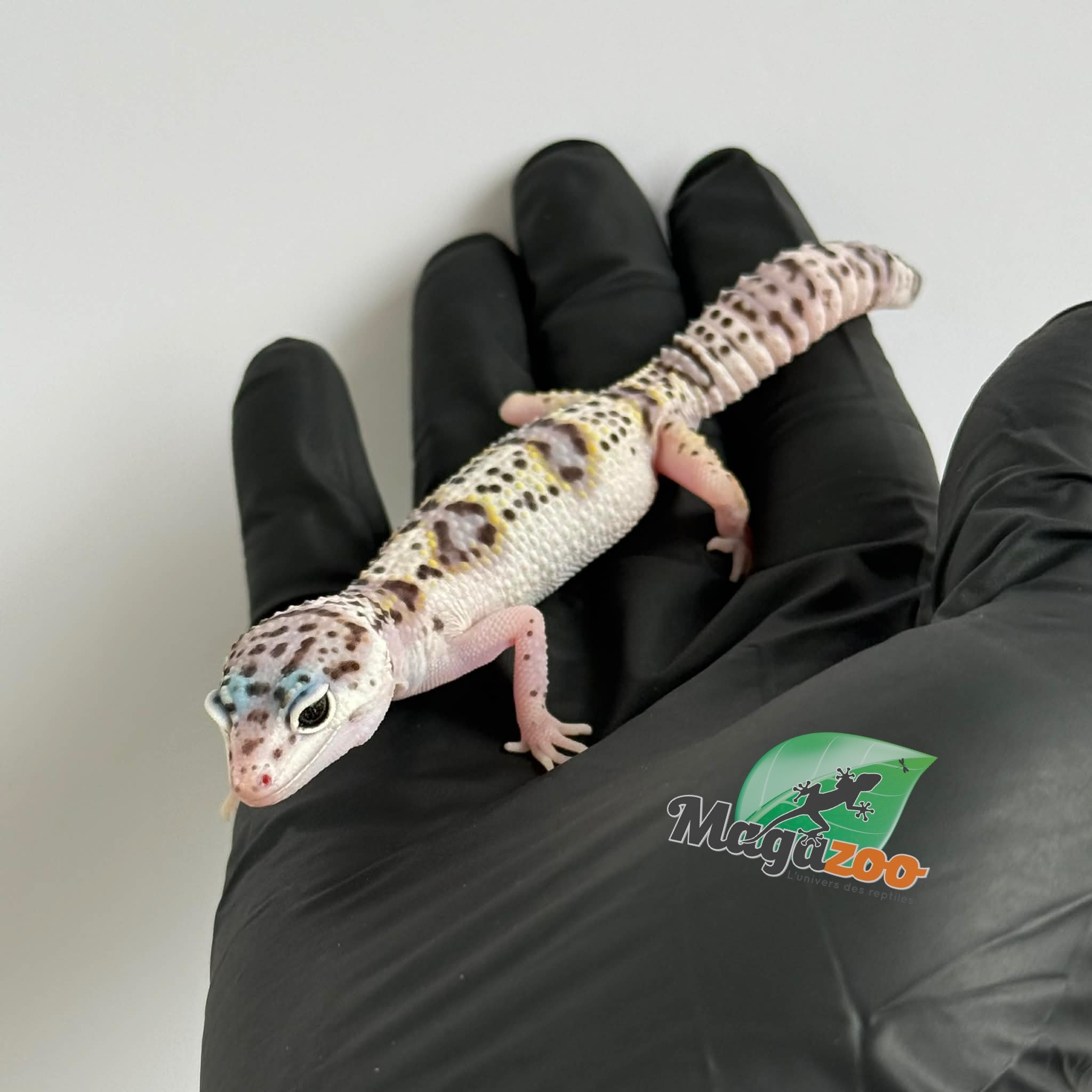 Magazoo Gecko léopard White and Yellow Het Diablo Blanco femelle 13/03/26