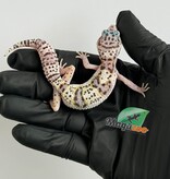 Magazoo Gecko léopard White and Yellow Het Diablo Blanco femelle 13/03/26