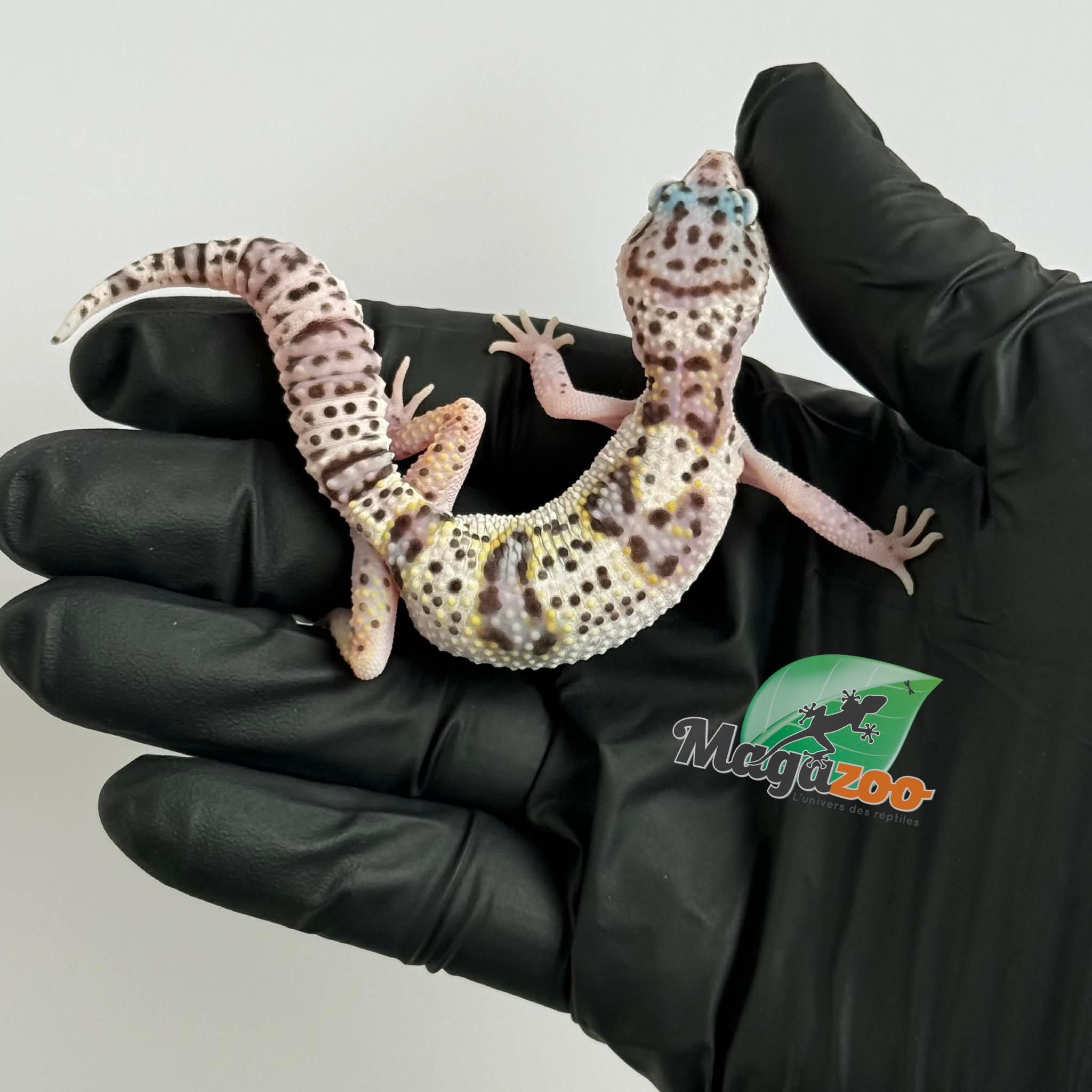 Magazoo Gecko léopard White and Yellow Het Diablo Blanco femelle 13/03/26