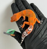 Magazoo Red Blood Emerine Male Leopard gecko 01/25/26