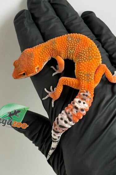 Magazoo Gecko léopard Red Blood Emerine Mâle 25/01/26