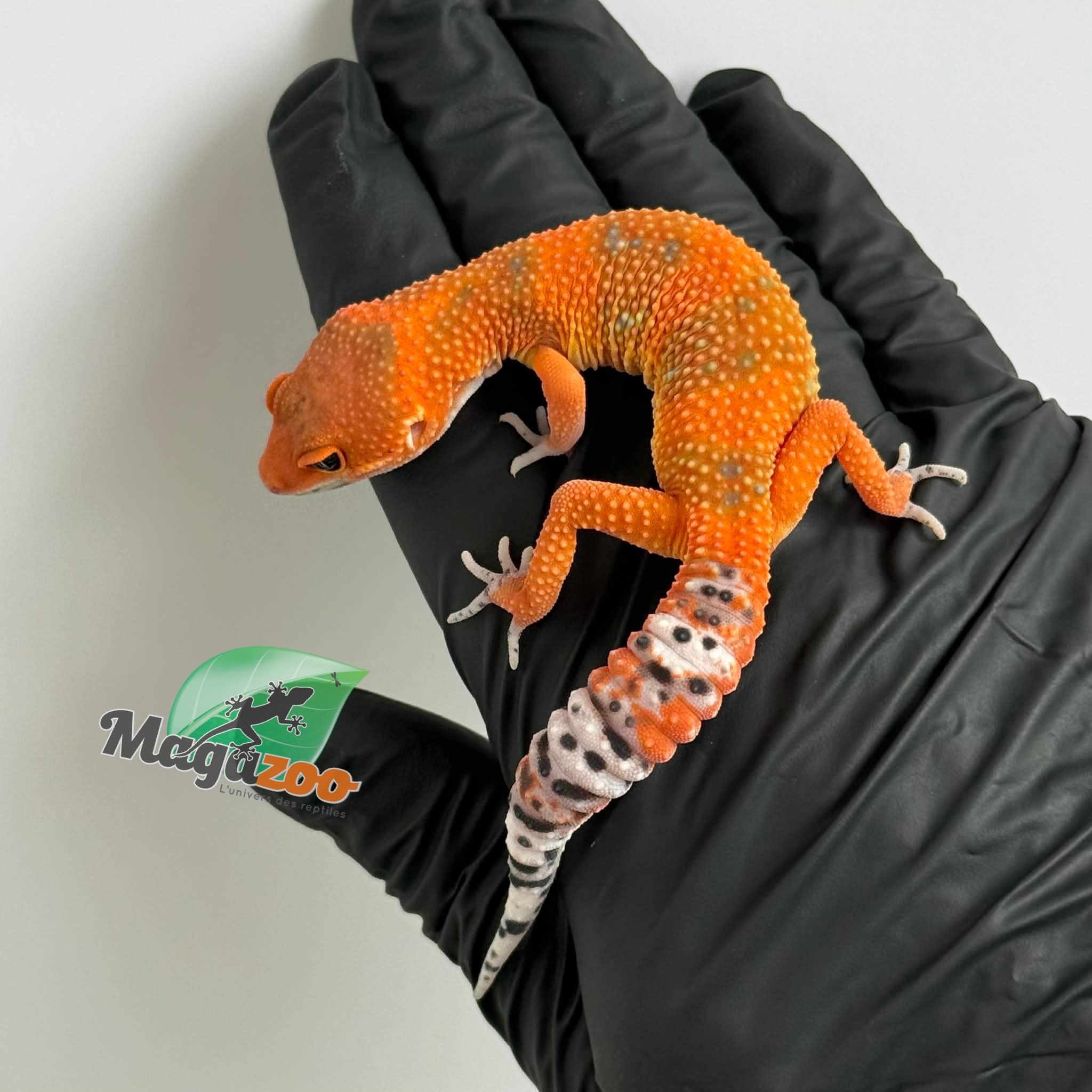 Magazoo Gecko léopard Red Blood Emerine Mâle 25/01/26