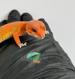 Magazoo Gecko léopard Red Blood Emerine Mâle 25/01/26
