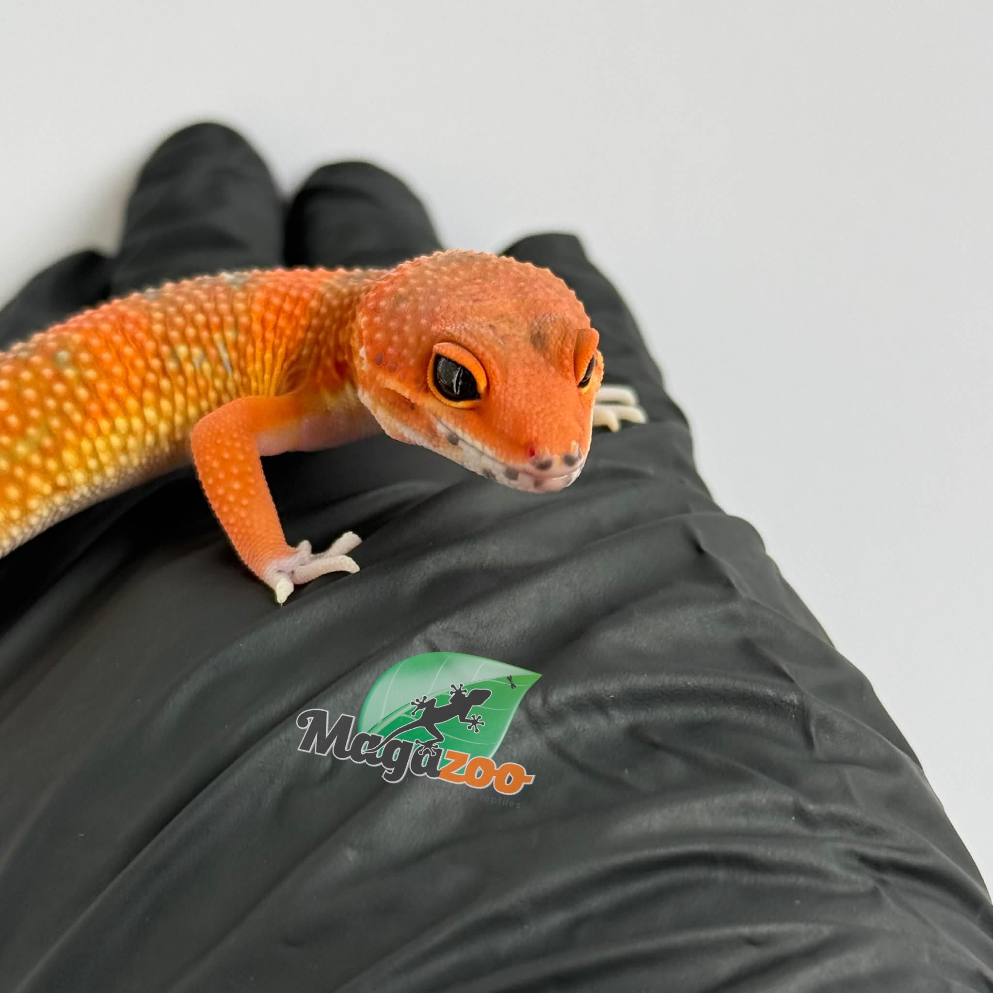 Magazoo Gecko léopard Red Blood Emerine Mâle 25/01/26
