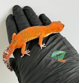 Magazoo Red Blood Emerine Male Leopard gecko 01/25/26