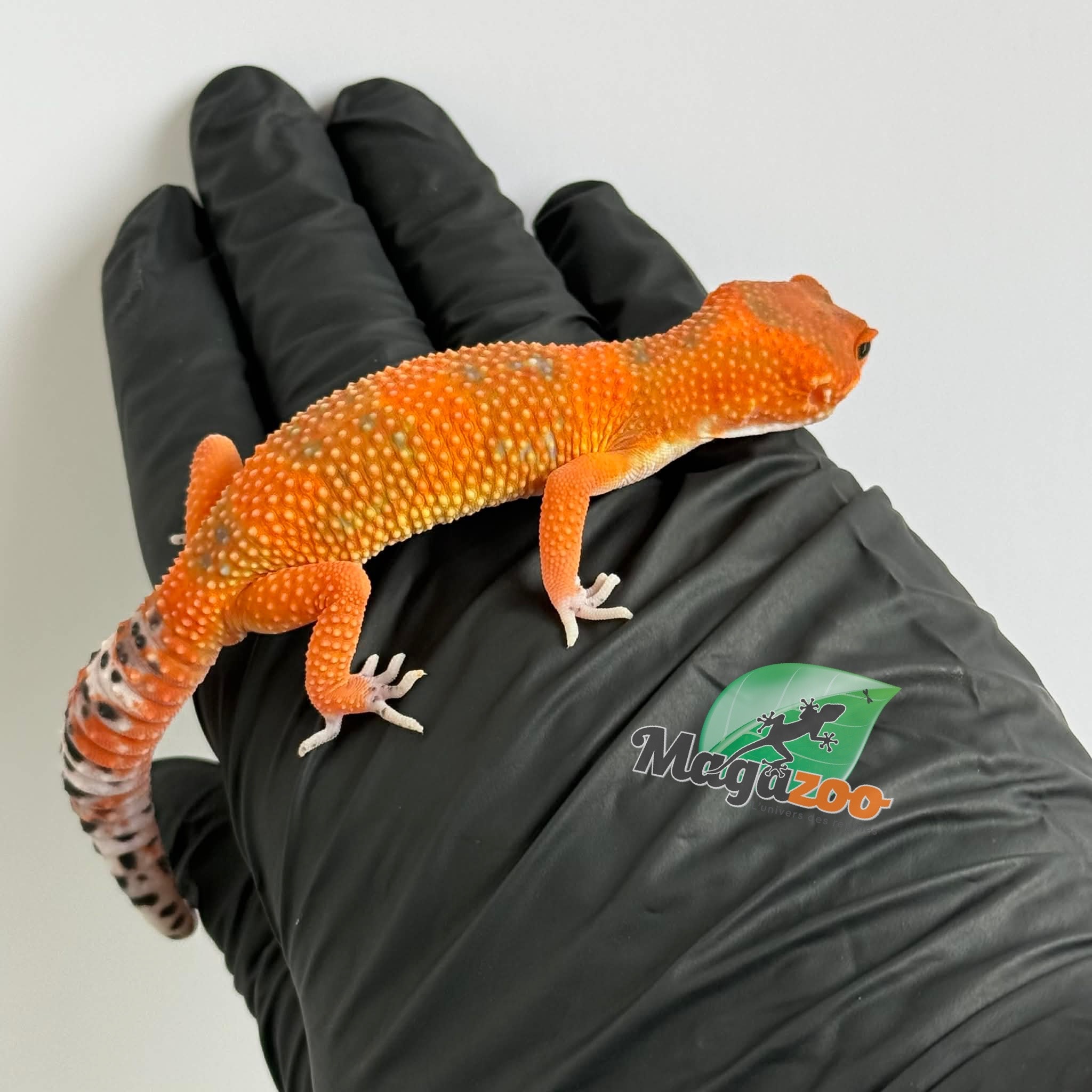 Magazoo Red Blood Emerine Male Leopard gecko 01/25/26