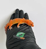 Magazoo Red Blood Emerine Male Leopard gecko 01/25/26