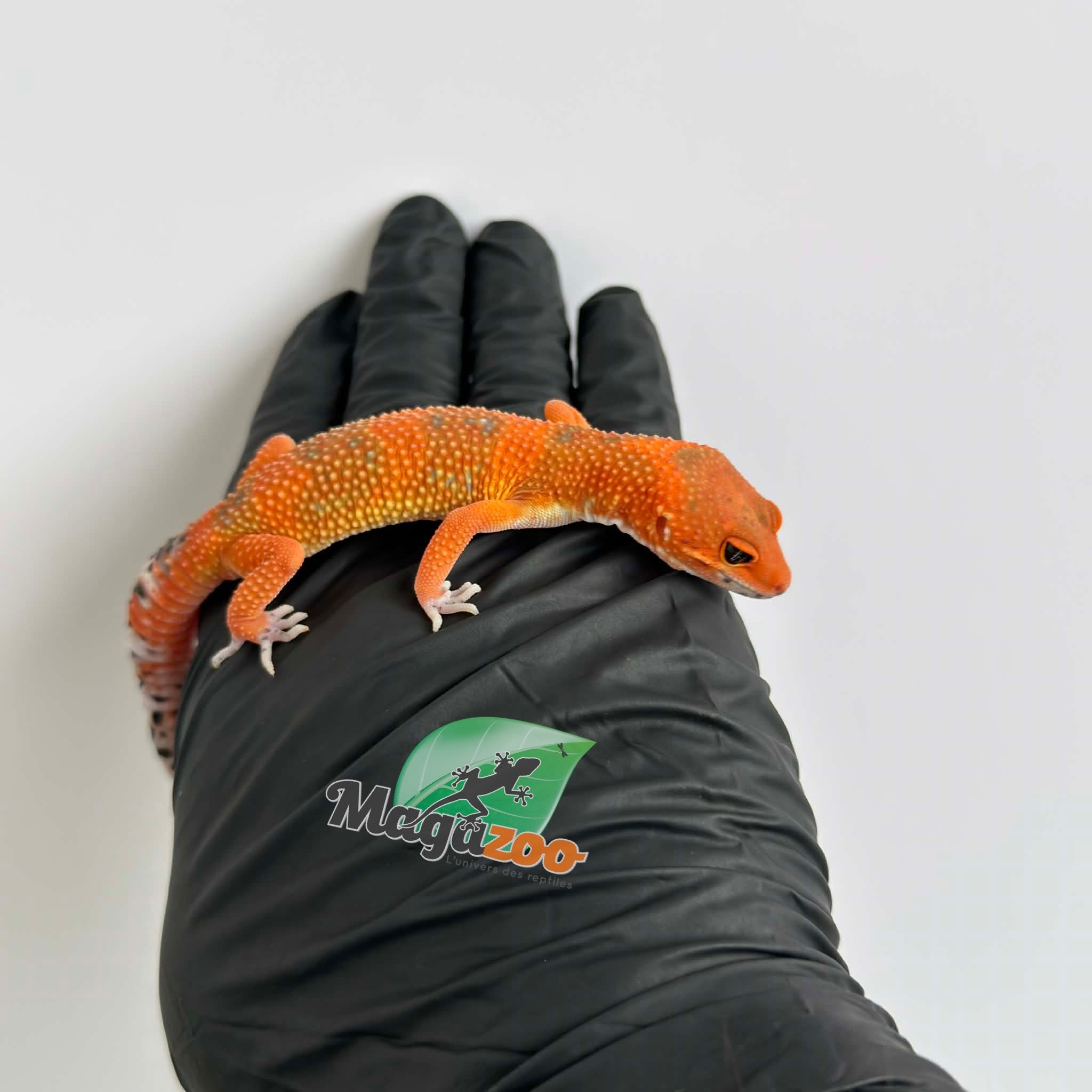 Magazoo Gecko léopard Red Blood Emerine Mâle 25/01/26