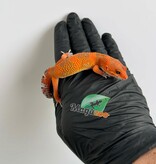 Magazoo Gecko léopard Red Blood Emerine Mâle 25/01/26