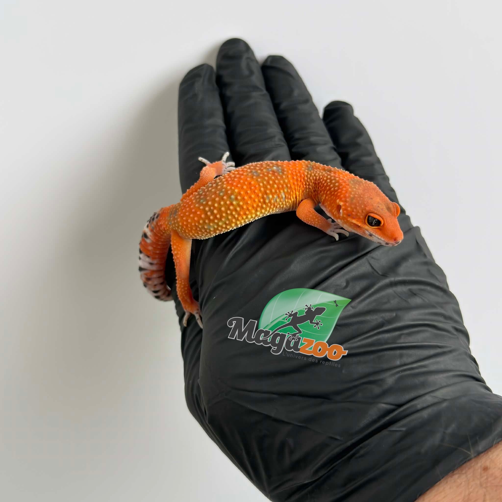 Magazoo Gecko léopard Red Blood Emerine Mâle 25/01/26