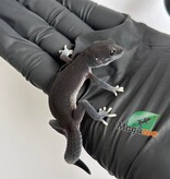Magazoo Gecko léopard Dark Blacknight femelle 30/03/26