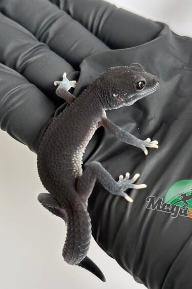 Magazoo Dark Blacknight Female Leopard gecko 03/30/26