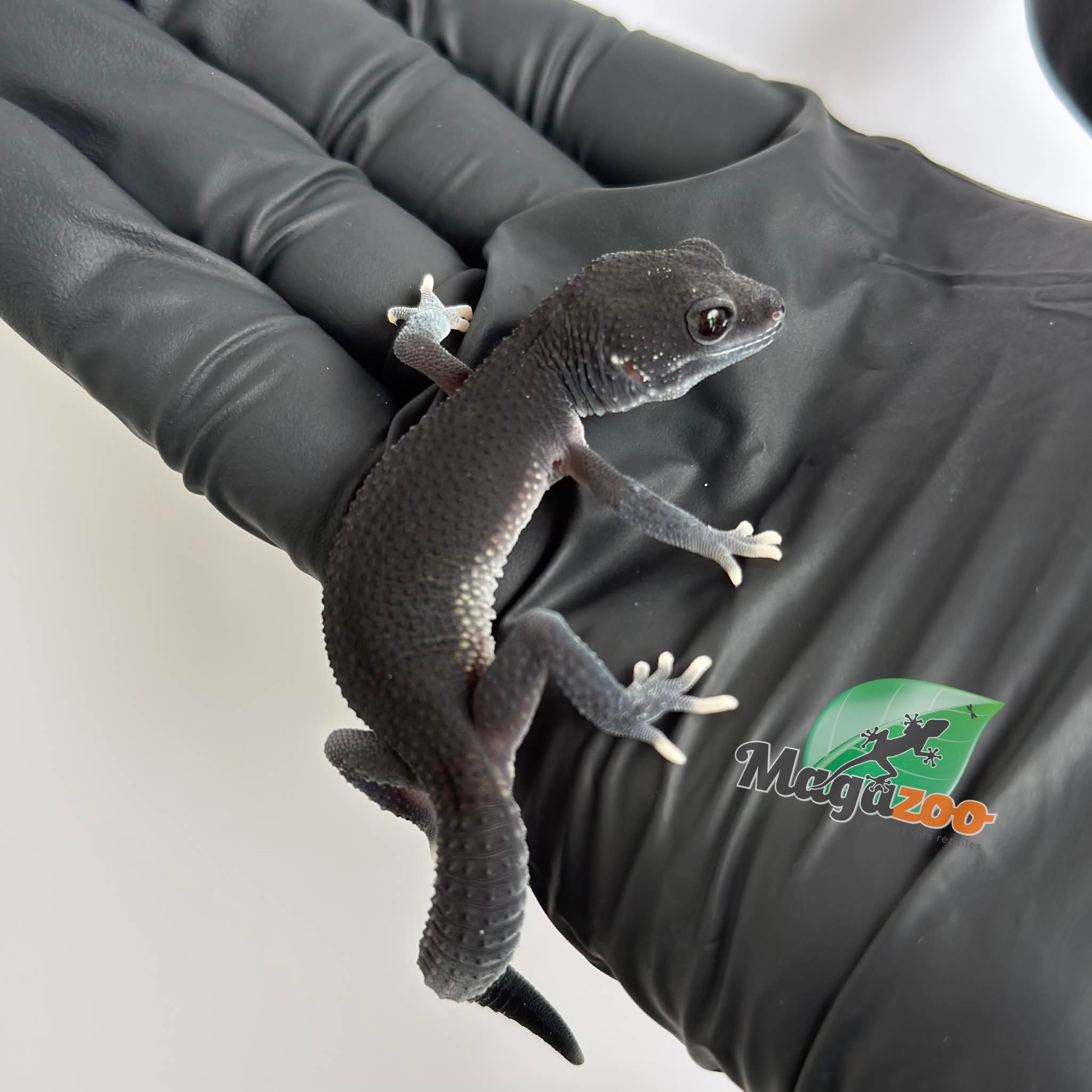 Magazoo Dark Blacknight Female Leopard gecko 03/30/26