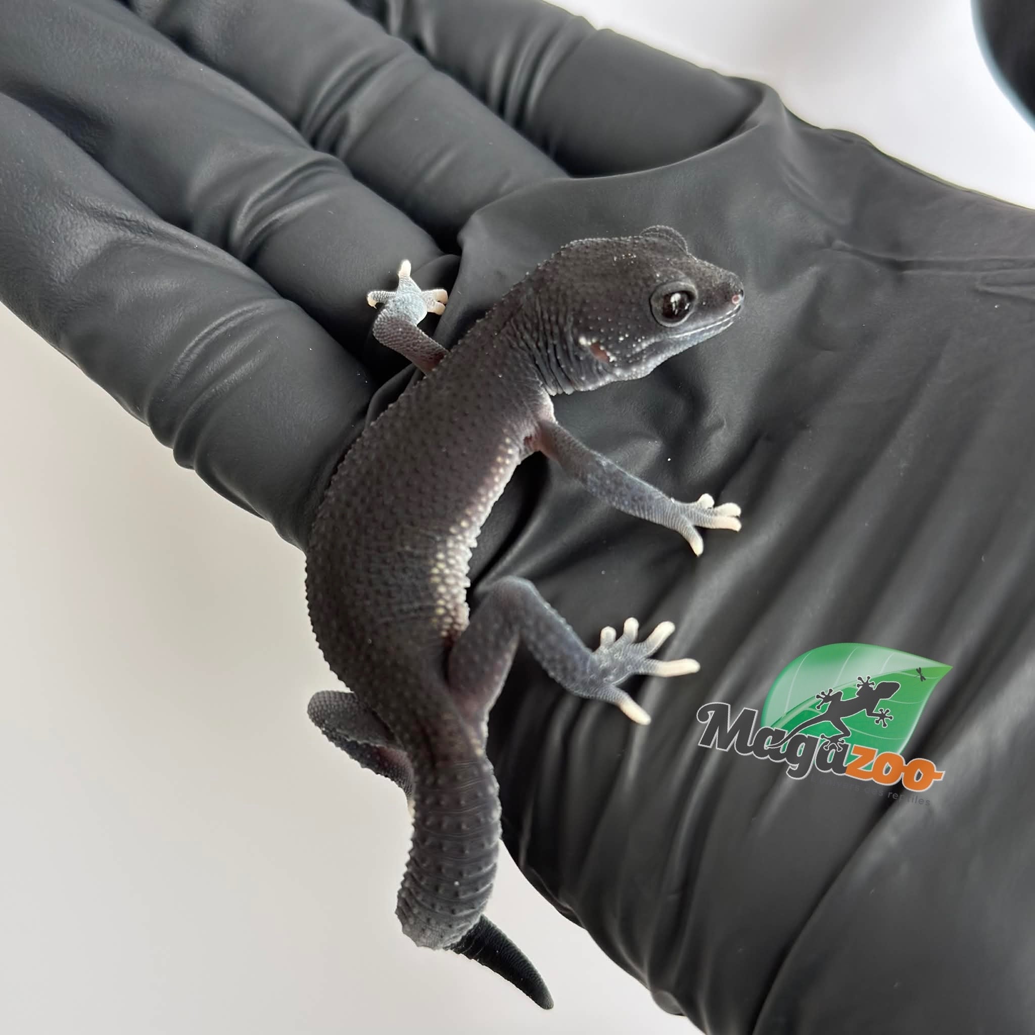Magazoo Gecko léopard Dark Blacknight femelle 30/03/26