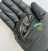 Magazoo Gecko léopard Dark Blacknight femelle 30/03/26
