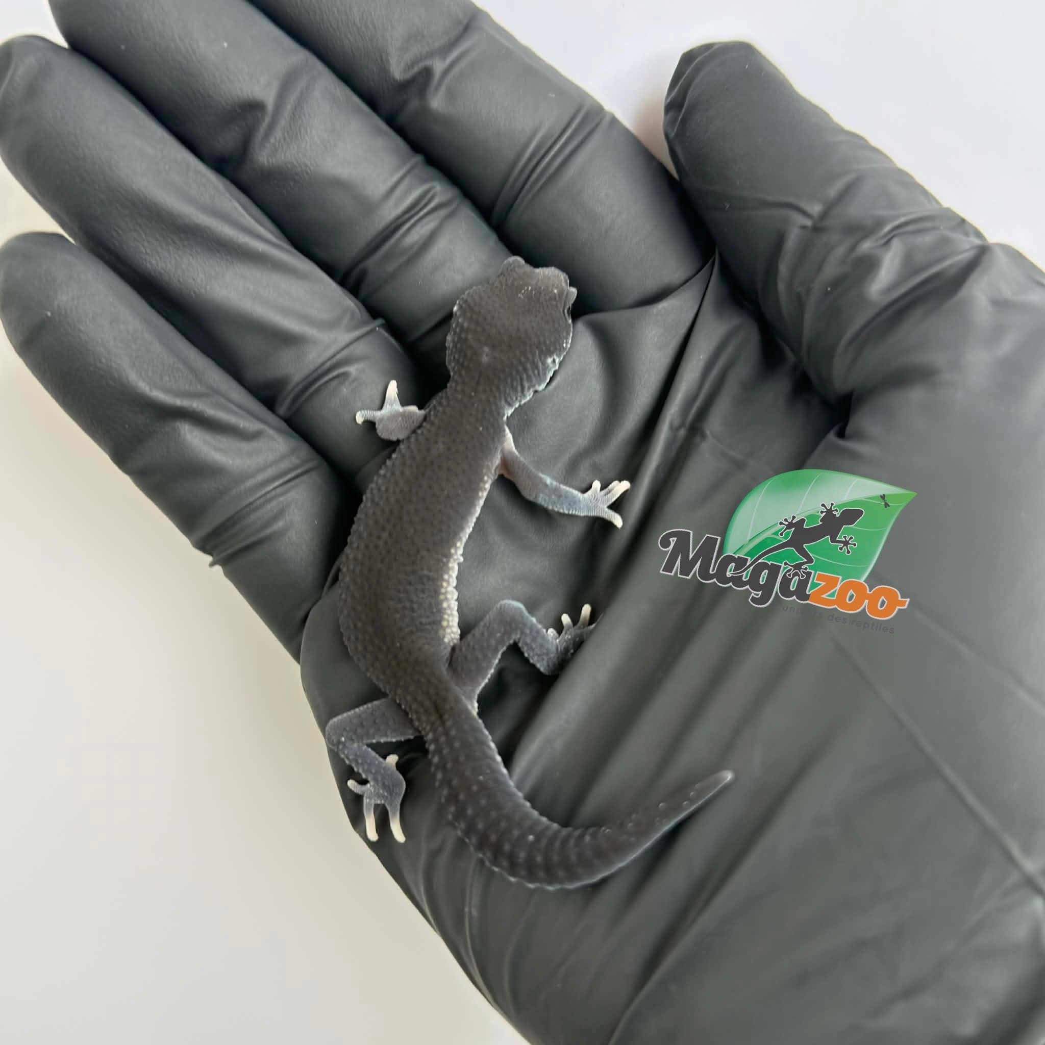 Magazoo Gecko léopard Dark Blacknight femelle 30/03/26