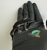 Magazoo Dark Blacknight Female Leopard gecko 03/30/26