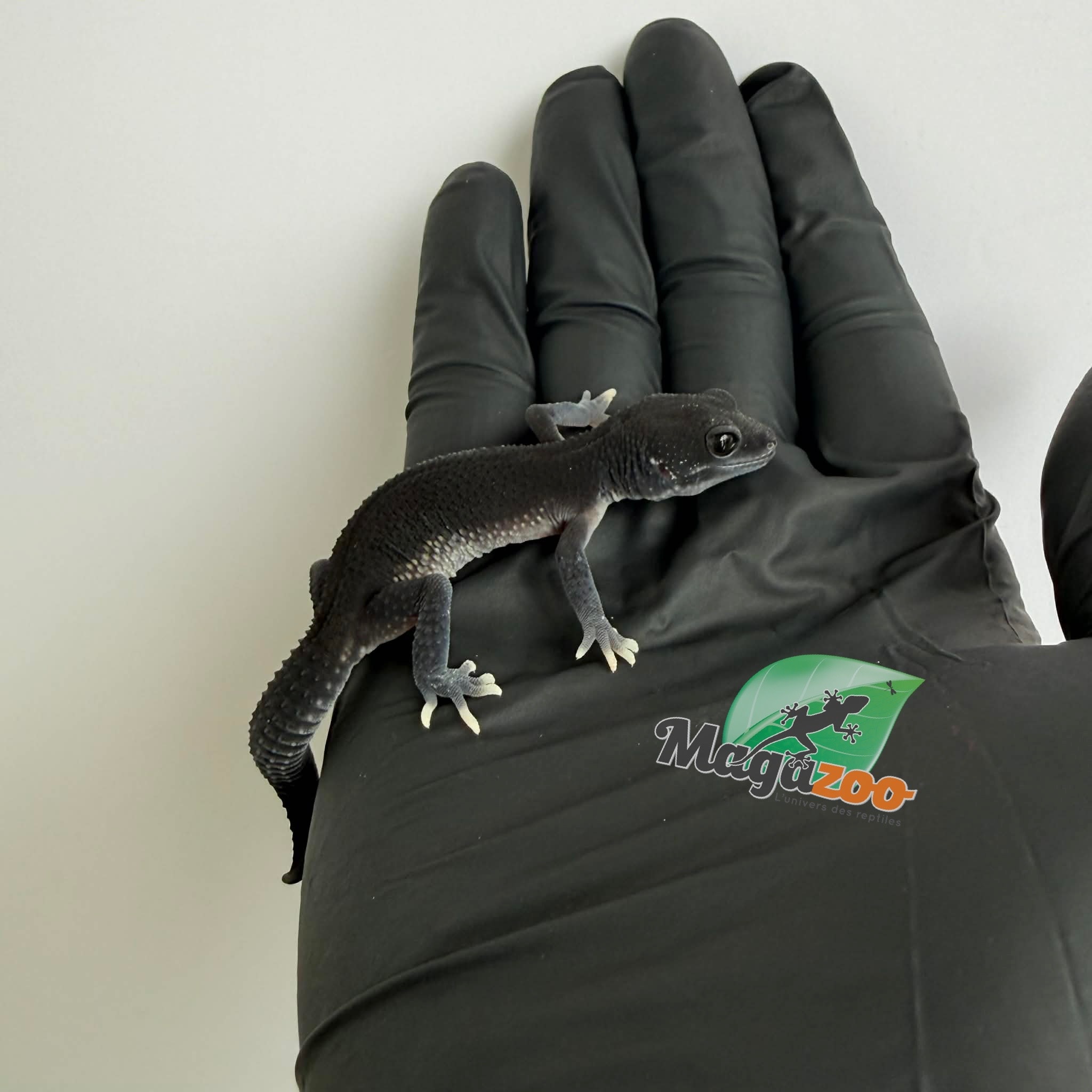 Magazoo Dark Blacknight Female Leopard gecko 03/30/26