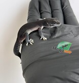 Magazoo Gecko léopard Dark Blacknight femelle 30/03/26