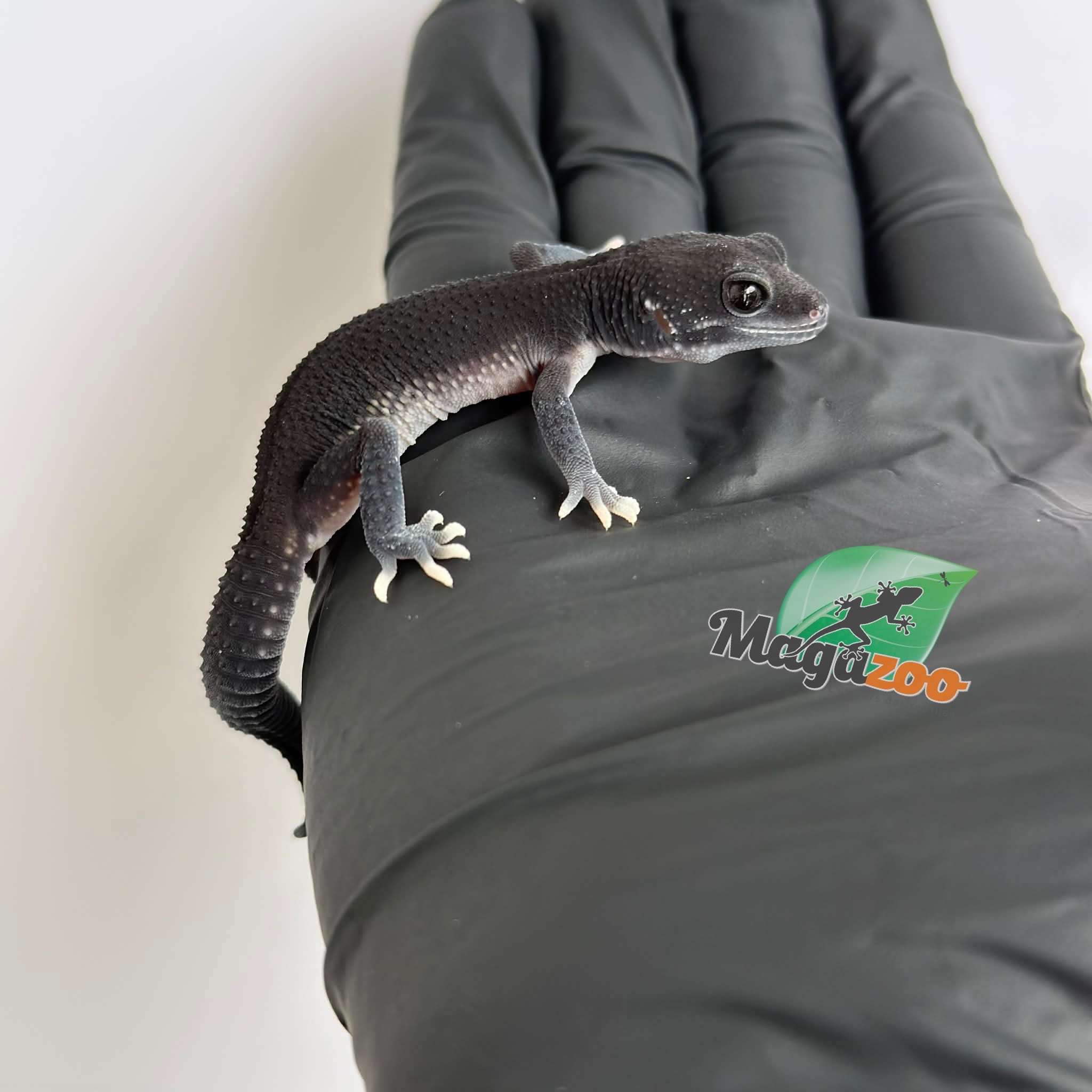 Magazoo Gecko léopard Dark Blacknight femelle 30/03/26