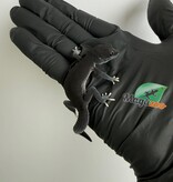 Magazoo Gecko léopard Dark Blacknight femelle 30/03/26