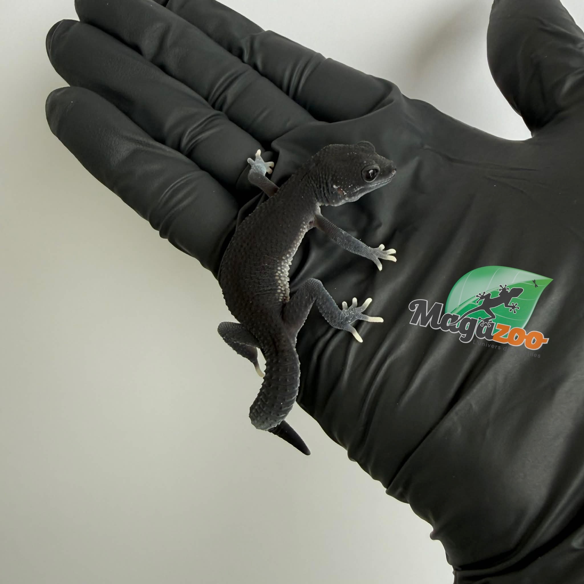 Magazoo Gecko léopard Dark Blacknight femelle 30/03/26
