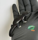 Magazoo Gecko léopard Dark Blacknight femelle 30/03/26