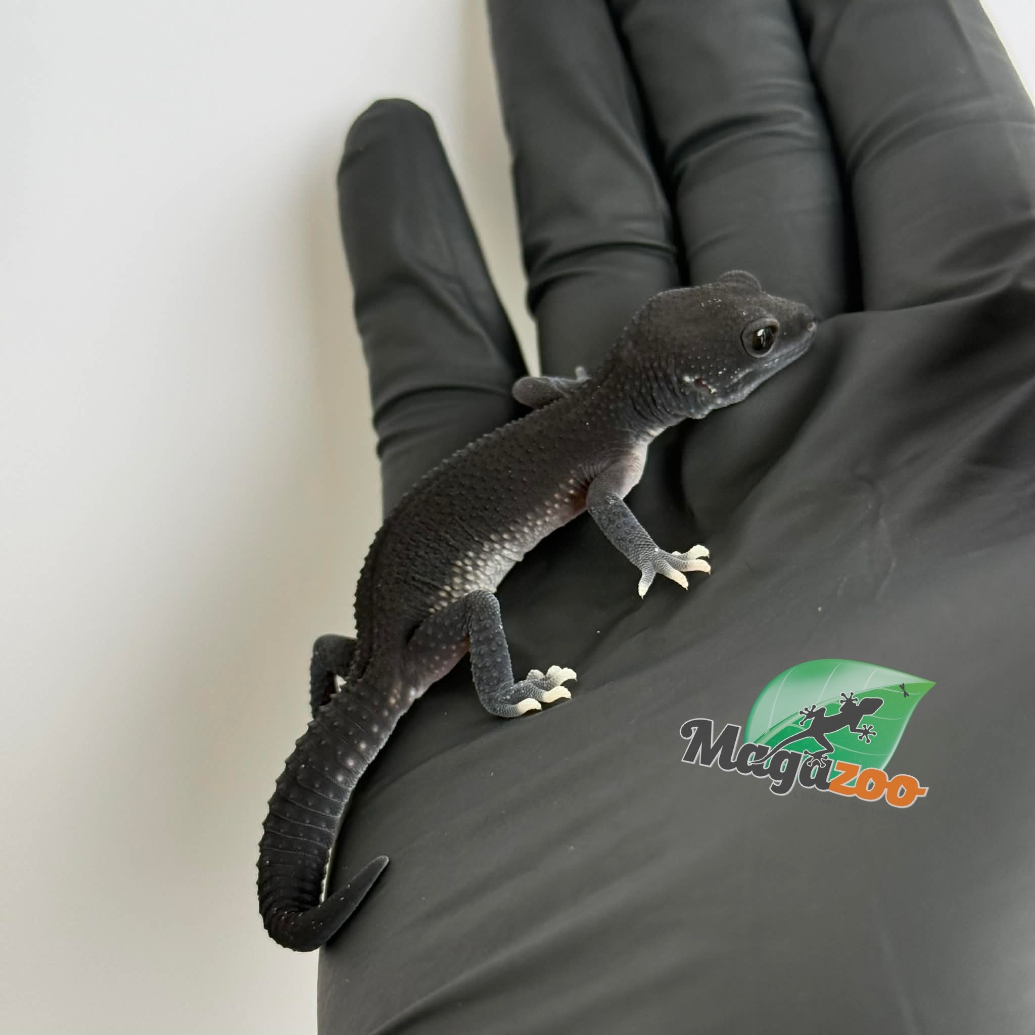 Magazoo Gecko léopard Dark Blacknight femelle 30/03/26