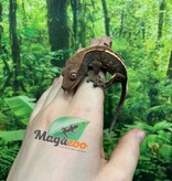 Magazoo Gecko à crête Cappuccino Mâle Juvénile #1