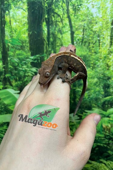 Magazoo Gecko à crête Cappuccino Mâle Juvénile #1