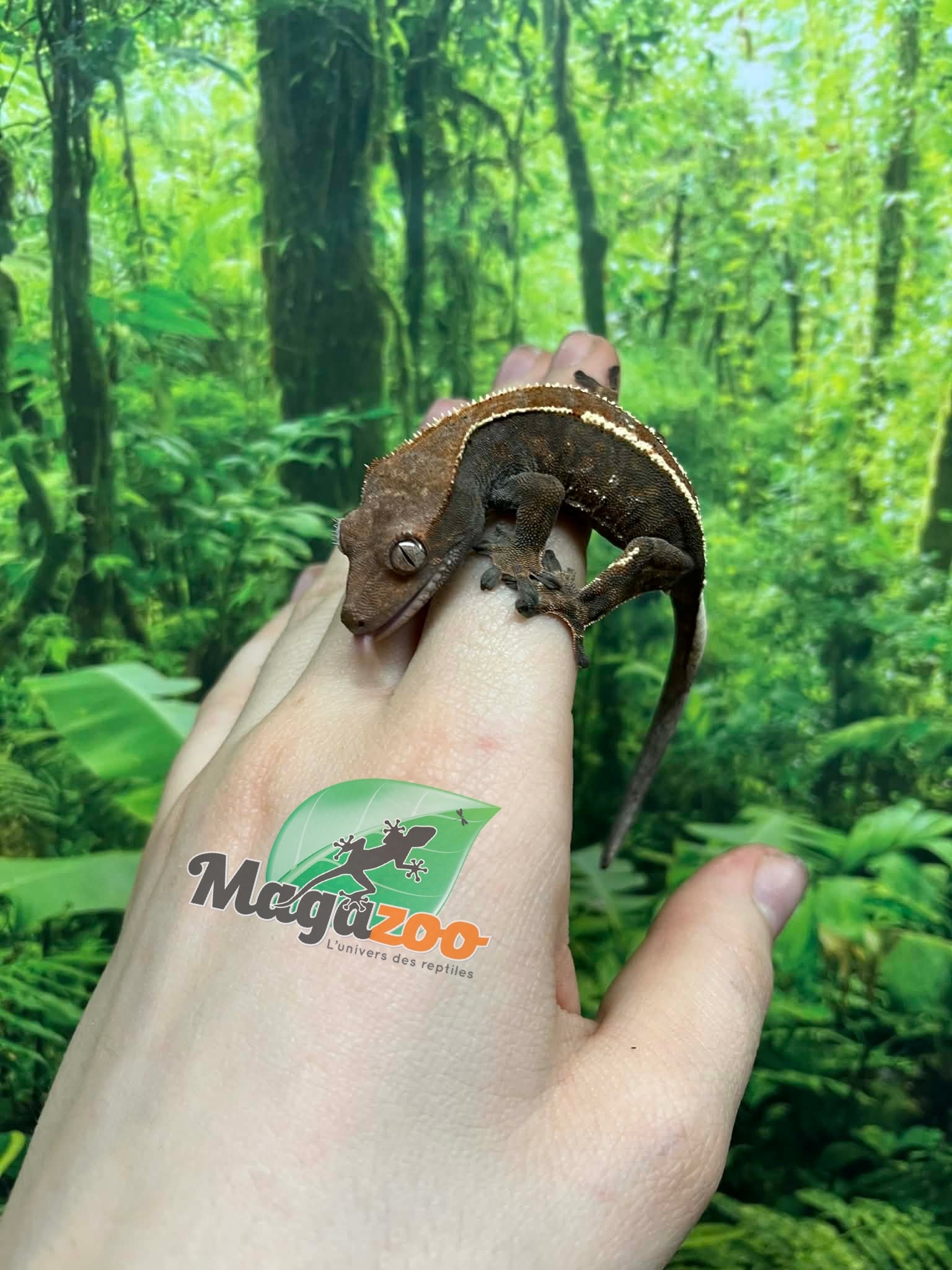 Magazoo Male Crested gecko Cappuccino