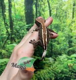 Magazoo Gecko à crête Cappuccino Mâle Juvénile #1