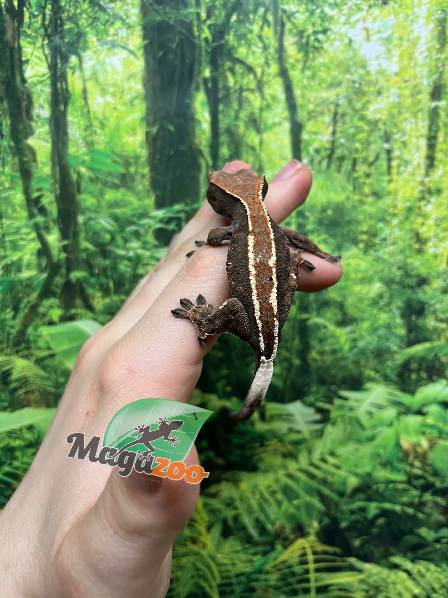 Magazoo Male Crested gecko Cappuccino